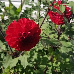 Meet your Posher, Sue